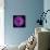 Purple Gerbera Daisy-Jim Christensen-Premier Image Canvas displayed on a wall