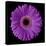 Purple Gerbera Daisy-Jim Christensen-Premier Image Canvas