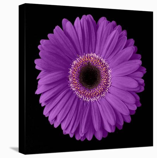 Purple Gerbera Daisy-Jim Christensen-Premier Image Canvas