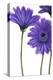 Purple Gerberas 1-Cherie Roe Dirksen-Premier Image Canvas