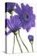Purple Gerberas 2-Cherie Roe Dirksen-Premier Image Canvas