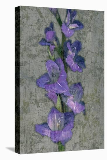 Purple Gladiola-John Seba-Stretched Canvas