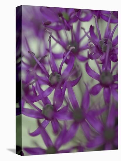 Purple Haze 1-Doug Chinnery-Premier Image Canvas