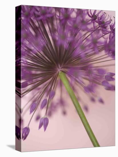 Purple Haze 5-Doug Chinnery-Premier Image Canvas