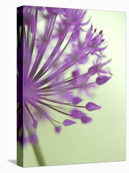 Purple Haze 6-Doug Chinnery-Premier Image Canvas