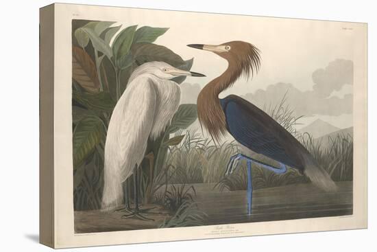 Purple Heron, 1835-John James Audubon-Premier Image Canvas