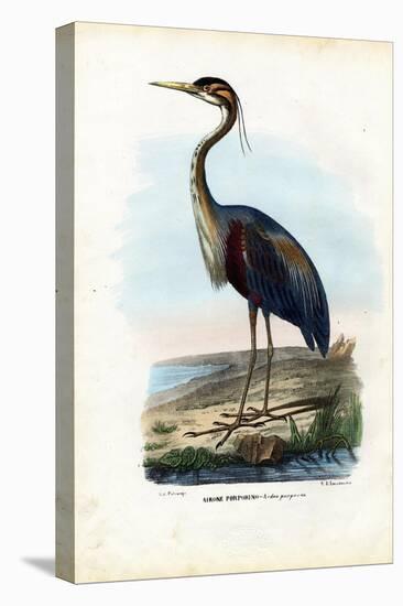 Purple Heron, 1863-79-Raimundo Petraroja-Premier Image Canvas