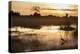 Purple Heron (Ardea Purpurea) Fishing at Sunset-Neil Aldridge-Premier Image Canvas