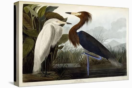 Purple Heron, C.1835-John James Audubon-Premier Image Canvas