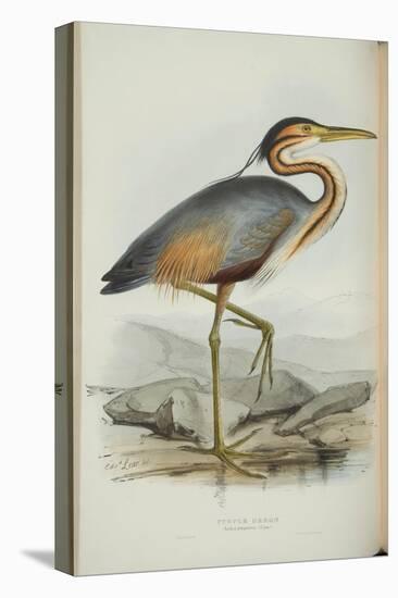 Purple Heron, from 'The Birds of Europe' by John Gould, 1837 (Colour Litho)-Edward Lear-Premier Image Canvas