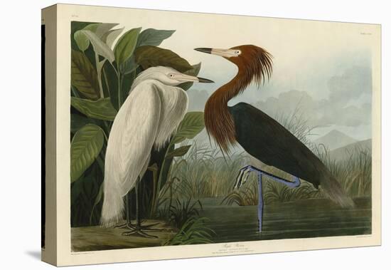 Purple Heron-John James Audubon-Stretched Canvas