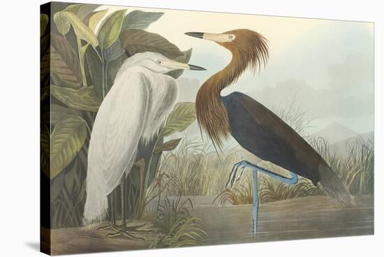 Purple Heron-James Audubon-Stretched Canvas