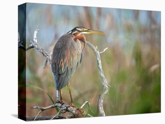 Purple Heron-Milan Zygmunt-Premier Image Canvas