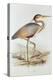 Purple Heron-Edward Lear-Premier Image Canvas