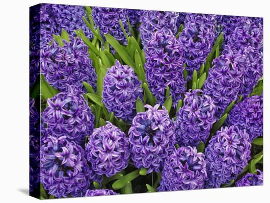 Purple hyacinth flowers, Keukenhof Gardens, Lisse, Netherlands, Holland-Adam Jones-Premier Image Canvas