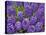 Purple hyacinth flowers, Keukenhof Gardens, Lisse, Netherlands, Holland-Adam Jones-Premier Image Canvas