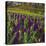 Purple Hyacinth in Spring Garden-Anna Miller-Premier Image Canvas