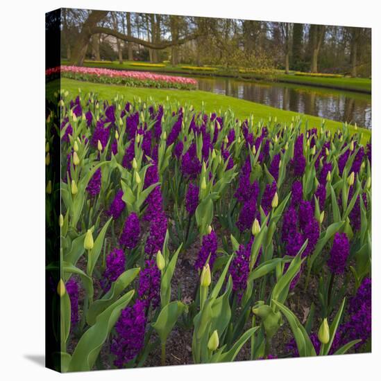 Purple Hyacinth in Spring Garden-Anna Miller-Premier Image Canvas