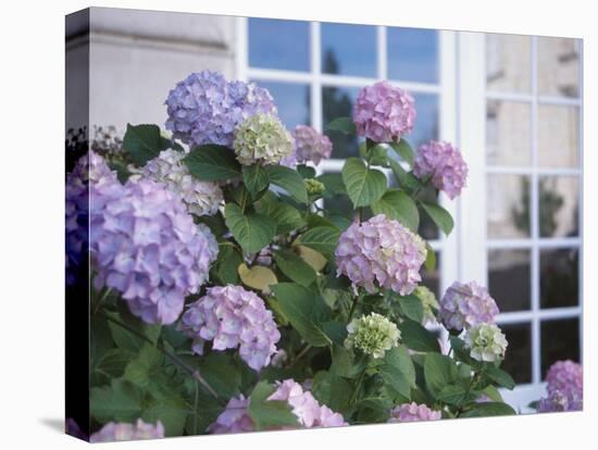 Purple Hydrangea in Front of Glass Window-null-Premier Image Canvas