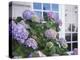 Purple Hydrangea in Front of Glass Window-null-Premier Image Canvas
