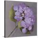 Purple Hydrangea-Erin Clark-Stretched Canvas