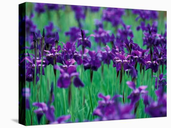 Purple Iris at Weyerhaeuser Rhododendron Display, Washington, USA-William Sutton-Premier Image Canvas