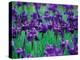 Purple Iris at Weyerhaeuser Rhododendron Display, Washington, USA-William Sutton-Premier Image Canvas