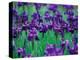 Purple Iris at Weyerhaeuser Rhododendron Display, Washington, USA-William Sutton-Premier Image Canvas