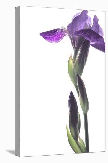 Purple Iris I-Monika Burkhart-Premier Image Canvas