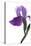 Purple Iris II-Monika Burkhart-Premier Image Canvas