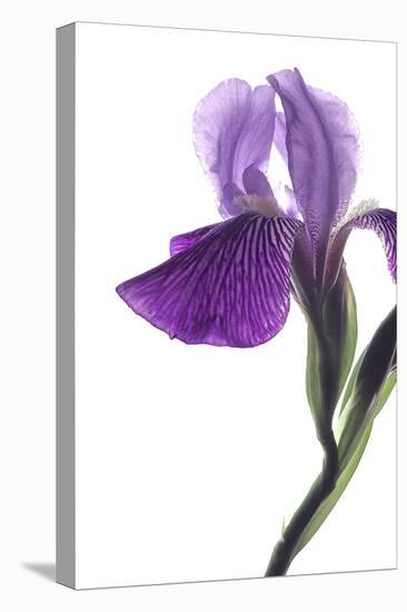 Purple Iris II-Monika Burkhart-Premier Image Canvas