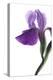 Purple Iris II-Monika Burkhart-Premier Image Canvas