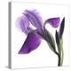 Purple Iris III-Monika Burkhart-Premier Image Canvas