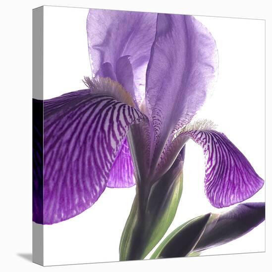 Purple Iris IV-Monika Burkhart-Premier Image Canvas