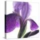 Purple Iris IV-Monika Burkhart-Premier Image Canvas