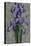 Purple Iris-John Seba-Stretched Canvas