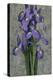 Purple Iris-John Seba-Stretched Canvas