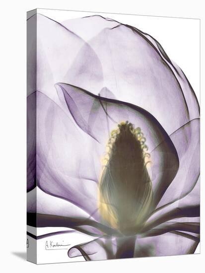 Purple Magnolia A43-Albert Koetsier-Stretched Canvas