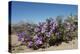 Purple Mat an Attractive Desert Flower Found in Organ Pipe Cactus Nm-Richard Wright-Premier Image Canvas