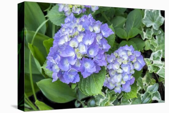 Purple Mophead hydrangea, USA-Lisa Engelbrecht-Premier Image Canvas