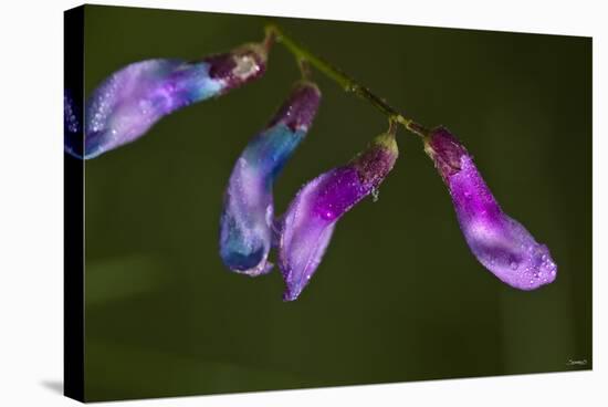 Purple Morning Buds-Gordon Semmens-Premier Image Canvas