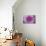 Purple Mum II-Erin Berzel-Premier Image Canvas displayed on a wall