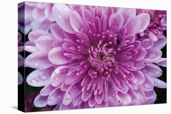 Purple Mum II-Erin Berzel-Premier Image Canvas