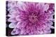 Purple Mum II-Erin Berzel-Premier Image Canvas