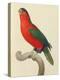 Purple-Naped Lory-Jacques Barraband-Premier Image Canvas