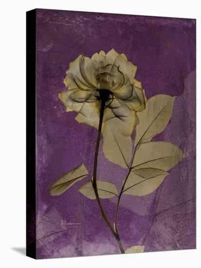 Purple Opus Rose-Albert Koetsier-Stretched Canvas