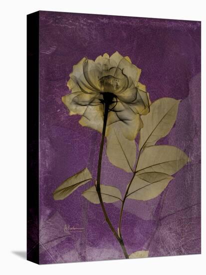 Purple Opus Rose-Albert Koetsier-Stretched Canvas