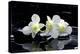 Purple Orchid and Black Stones with Reflection-crystalfoto-Premier Image Canvas