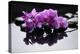 Purple Orchid and Black Stones with Reflection-crystalfoto-Premier Image Canvas