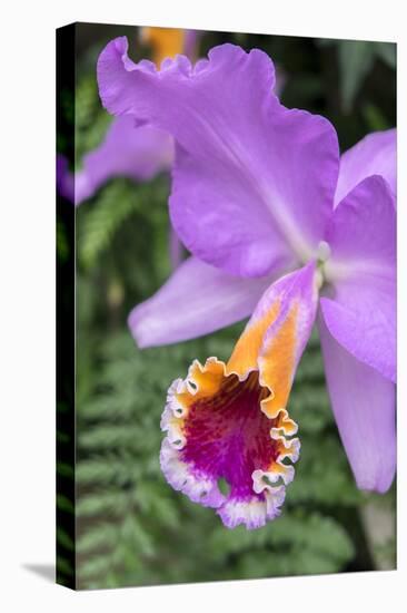 Purple Orchid, Usa-Lisa S. Engelbrecht-Premier Image Canvas